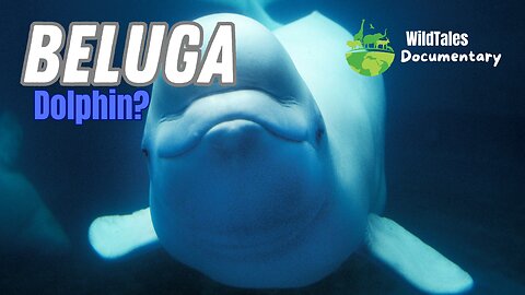 Journey into the Wild: An Untold Story of the Beluga Whale