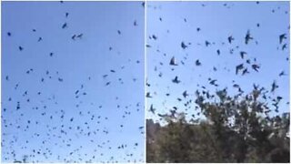 Thousands of birds dance in the skies of Georgia, USA