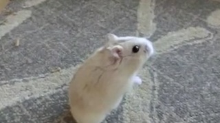 Adorable hamster attempts to walk on two legs
