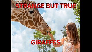 Strange but True: Giraffes
