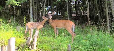Precious moments with mother and fawn