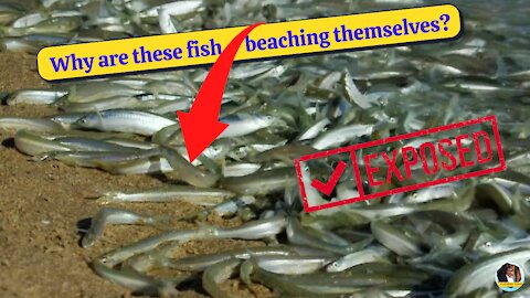Why Are These Fish Beaching Themselves? Grunion Run