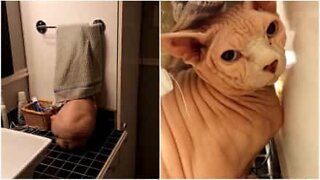 Denne kat har et godt gemmested når det er badetid