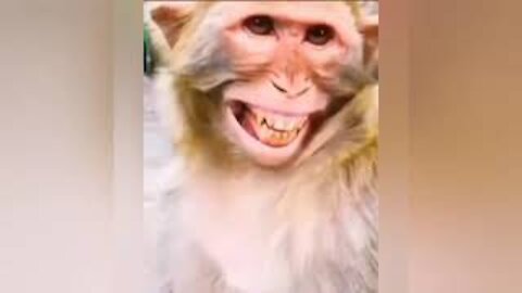 Funny Animal - Laughing Monkey 2021