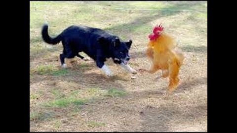 Dog fight | Dog vs hen | funny dogs 🐶 😍
