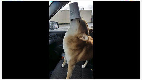 Shiba Inu Adorably Enjoys His Puppuccino