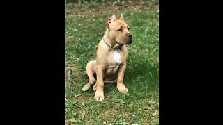 GIANT Pit Bull puppy exploring (July 2018) 🦁😍🥰