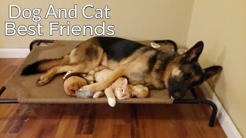 CATS AND DOGS Awesome Friendship - Funny Cat and Dog HD 1080