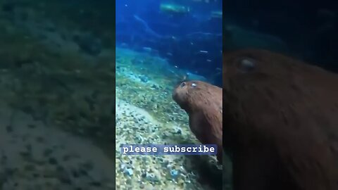 WHAT? Capybaras can DIVE? #nature
