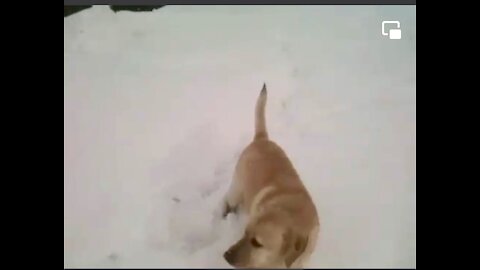 Windsor loves the snow
