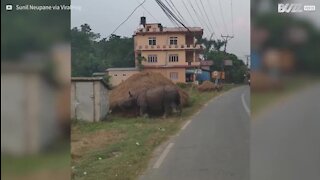 Un rhinocéros se promène tranquille dans un village