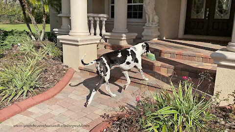 Great Dane does a fantastic job delivering the newspaper