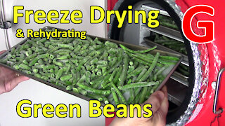 Freeze Drying & Rehydrating Green Beans