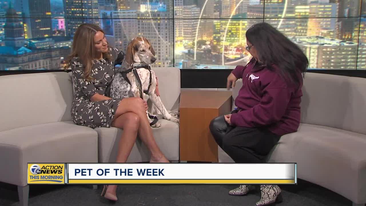 Pet of the Week - Asher