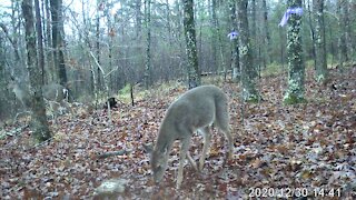 Three Deer Day