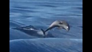 Dolphins off Turks & Caicos