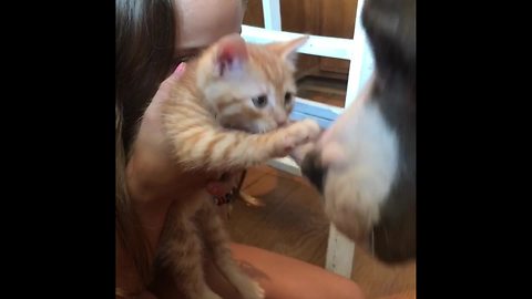 Sweet Pit Bull Gemma Meets New Foster Kitten And A Friendship Forms Instantly