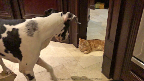 Laid Back Cat Guards His Treats From Great Danes and Dog Friends