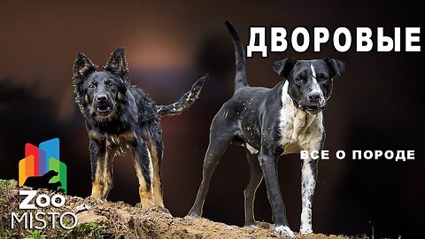 Dvorovye - All about the breed of dogs Dogs of the yard breed