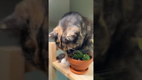 Cat Eat Plant 🐈 #meow #catmeow #catmeowing #shorts | Pippa the KittyShark