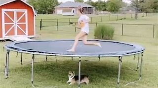 Dog chases owner under trampoline