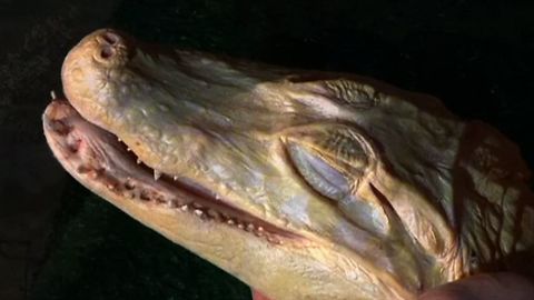 Acupuncture For Albino Alligator