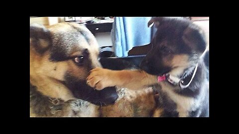 WORLD BEST FUNNIEST🤣 Animal vs dog vs men 🤣 funny video> Don't Try Laughing 🤣 clips