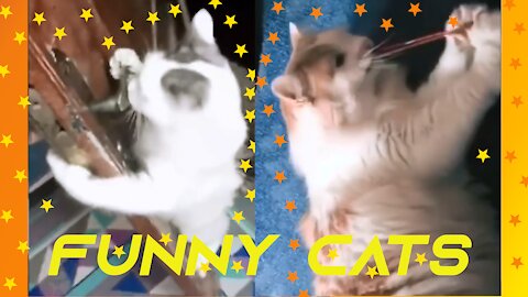 Playful cats Try not to laugh ...