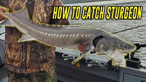 How To Fish Sturgeon, In Depth Tutorial For SUCCESS. (FISH ON!)