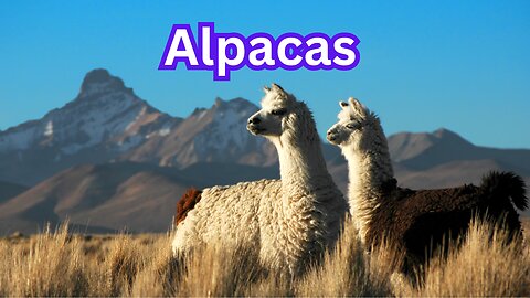 Discover the Charm of Alpacas