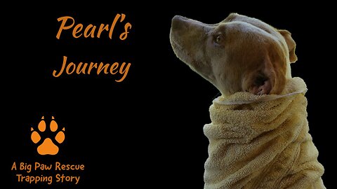 Pearl's Journey, a story of a momma dog and her babies.