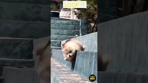 Crazy And Funniest Animals Videos - funniest animals videos😂 - best cats😹 and dogs🐶 videos 2023!