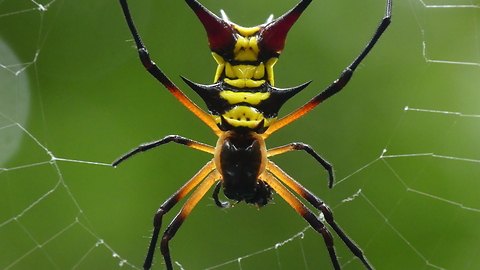 Colorful spiny orb-weaver spinning its web