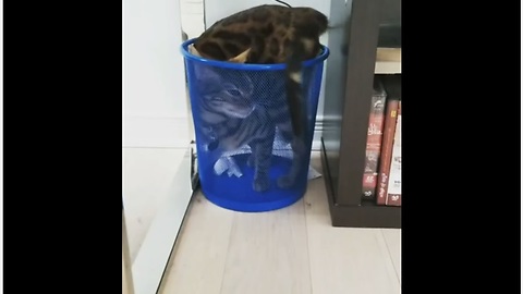 Weirdo cat decides to chill in empty garbage can