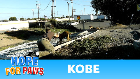 Kobe - a must see dog rescue!! Part 2 out of 2 (Please share this video)