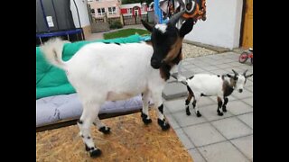 These goats are enjoying the best breakfast ever