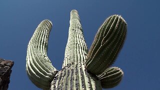 Topography could save saguaros