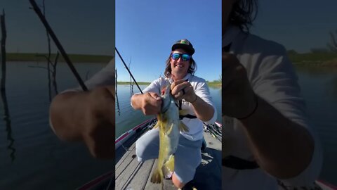 TINY Bait Catches HUGE Fish (You'll Never Guess What it Is) #shorts #fishing