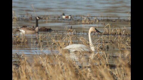 SwanSong Springtime on the Marsh