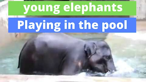 Elephant Babies COOLING UP IN THE SWIMMING POOL