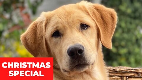 #26_🎄🐶🎄[#Christmas #Special]#Top #Funny #Labrador #Retriever|#Labrador #Retriever|Passionate Animals