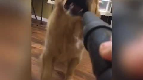 Golden Retriever goes to war with blow dryer