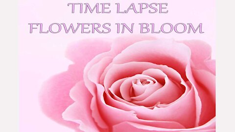 Time Lapse Flowers In Bloom & Beautiful Flowers In Full Bloom