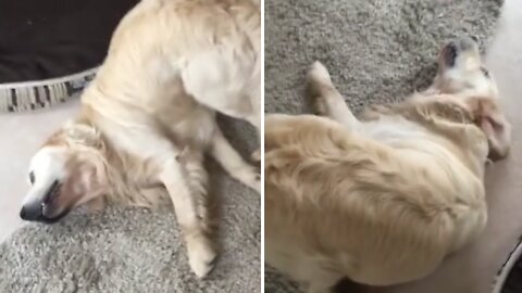 Hilarious Golden Retriever appears to be "broken"