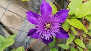 Stunning Spring Flowers at Log Cabin Garden in the Smoky Mountains