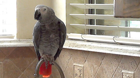 Einstein the talking parrot demands a slice of pizza