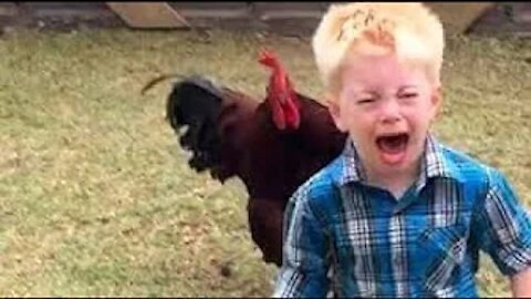Funniest Chickens chasing Kids and Adults