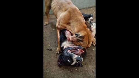 Pitbull attack Dogs - compilation 2014\ # Pittbull_Attack Dogs