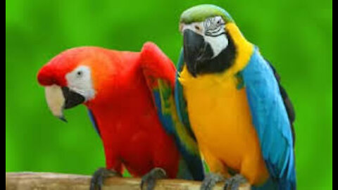 A pair of cute parrots