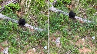 Lost Bear Cub Keeps Crying For His Mama